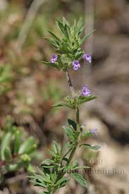 Image result for Clinopodium uhligii