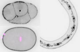 Nov 13, 2015 · the proliferation of animal cells occurs in a variety of ways. Phd Position How Does Cell Identity Contribute To Division In Animal Cells The Node