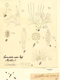 Image result for Tristicha trifaria