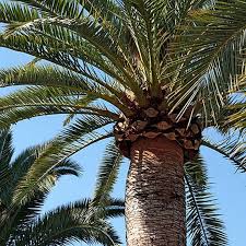 It is a relative of phoenix dactylifera, the true date palm. Canary Island Date Palm