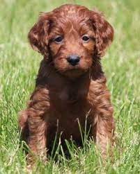 Miniature Irish Goldendoodle Goldendoodle Puppy Goldendoodle Irish Doodle