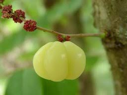 Image result for Phyllanthus nyikae