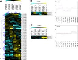 More about wiring light fixtures. Transcriptional Profiling Of Three Pseudomonas Syringae Pv Actinidiae Biovars Reveals Different Responses To Apoplast Like Conditions Related To Strain Virulence On The Host Molecular Plant Microbe Interactions