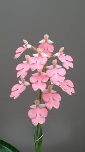 Image result for Habenaria cirrhata