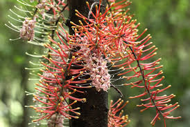 Image result for Huaceae