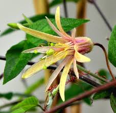 Image result for Passiflora sanguinolenta