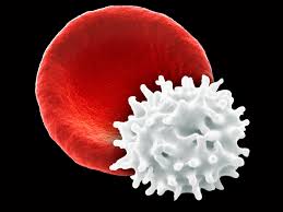 When an animal cell is placed in a hypotonic solution it will gain water and may burst. Crenation Definition And Example