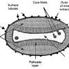 It occurs with symptoms similar to those that occur in the past in the patient who develops smallpox. Https Encrypted Tbn0 Gstatic Com Images Q Tbn And9gcqi4qk0gqrpn7kwu8j34ucswdc5jfzvyqarxnzonodqrhetscbo Usqp Cau