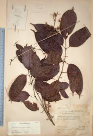 Image result for Abutilon englerianum