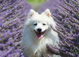 Pomeranian Black American Eskimo Dog The Volpino Italiano Is A Type Of Spitz Dog That Resembles The Pomeranian Japanese Spitz American Es Dog Breeds American Eskimo Dog Miniature American Eskimo