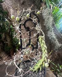 Image result for Ceropegia breviflora