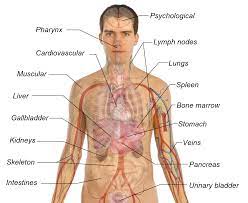 What organs are on your right backside in the body ofa man. What Organs Are On Your Right Backside In The Body Ofa Man New Technology Generates These Man Made Body Parts Abc News