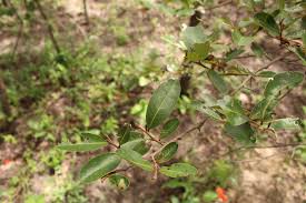 Image result for Xylopia katangensis