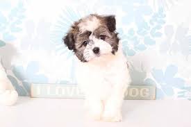 Puppies For Sale In Florida And Nationwide Puppies Online Havanese For Sale Puppies For Sale Puppies