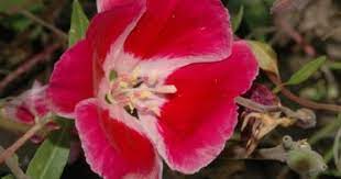 Clarkia Meteor Flower Seeds Bee Balm Flower Spring Flowers