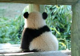 Pin By Shirley Chan On Panda Panda Baby Panda Wanting A Baby