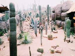 When i pull on it, it tugs the skins with it, and is extremely painful. Pin By Michael Galvin On Explore Cactus Cactus Flower Pretty Plants