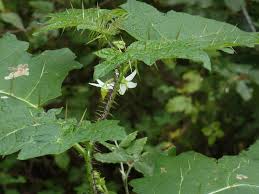 Image result for Solanum aculeatissimum