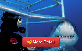 Check out our port lincoln deals. Shark Diving
