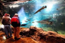 Acrylic Tank Manufacturing Of Las Vegas Nevada Home Of The Hit Tv Show Tanked Only On Animal Planet Cu Aquarium Fish Tank Animal Planet Underwater Animals