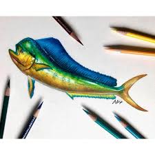 Taking A Little Break From Commissions And Drew A Mahi Mahi Fish He Is 8x10 And Took Around 9 Hours To Complete I Absolute Fish Drawings Mahi Fish Mahi Mahi