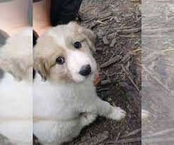 Australian shepherd great pyrenees mix. View Ad Australian Shepherd Great Pyrenees Mix Puppy For Sale Near Kentucky Ewing Usa Adn 135237
