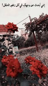 ستوريات Picture Quotes Pictures Rose