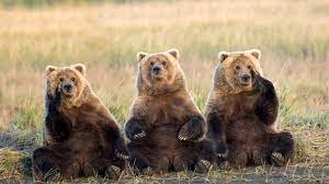 If you know, you know. The Ultimate Bear Quiz Howstuffworks