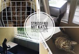 Diese art der haltung bringt natürlicher vor. Umzug Mit Katze 5 Tipps Erfahrungen Fur Stressfreien Umzug