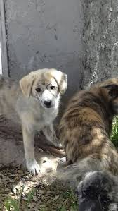 We did not find results for: Pastore Fonnese Mischling Namika Hundin Zuhause Gefunden Saving Dogs De Happy Ends Archiv Von Zergportal De