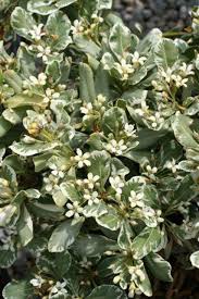 Image result for Pittosporum tobira