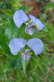 Image result for Commelina nyasensis