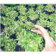 Pusat penjualan rumput taman di malang termurah, petani rumput hias di malang jenis jenis rumput taman di malang dan harganya tahun 2021. Rumput Taman Shopee Indonesia