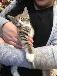 Find lovable cats or baby kittens for sale that you've searched for online at your nearest animal shelter or rescue group for a reasonable adoption fee. Pet Store Near Me Fosters Adoptable Kittens Aww