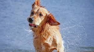 They are very friendly and quite loyal to their families. Goldador Breed Information The Golden Retriever Lab Mix