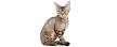 Devon Rex — Find Breeders and Devon Rex Kittens For Sale!