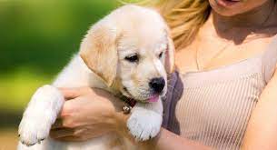 Maybe you would like to learn more about one of these? Labrador Names Over 300 Yellow Black And Chocolate Lab Names