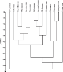 Image result for Tricalysia acocantheroides