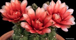 It may be getting to damp with condensation this happened to me with the well the growth stock can be grown like any jungle type cactus which means that it can take a little more water than it could before with the gymno grafted on top. Gymnocalycium Baldianum Care How To Grow The Dwarf Chin Cactus