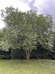 Image result for Goat Willow