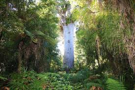 Image result for Araucariaceae