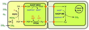 Stop … a place 3. C4 Carbon Fixation Wikipedia