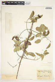 Image result for Hippocratea africana