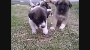 Her Turden Kangal Yavrusu Burada Izlesene Com
