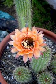 Usda prohibits shipping live plants to: 91 Arizona Plants Cacti Ideas Arizona Plants Plants Cactus Plants
