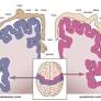 homunculus from www.britannica.com