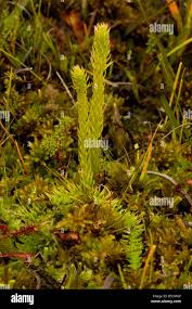 Image result for Lycopodiella caroliniana