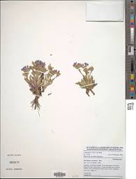 Image result for Congolanthus longidens