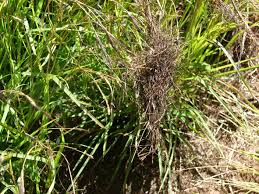 Image result for Diheteropogon filifolius