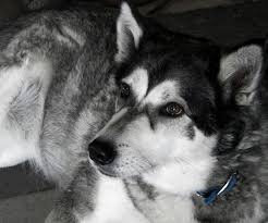 Free for commercial use no attribution required high quality images. Pin By Ashley Lewis On Dogs Husky Animals Beautiful Snow Dogs